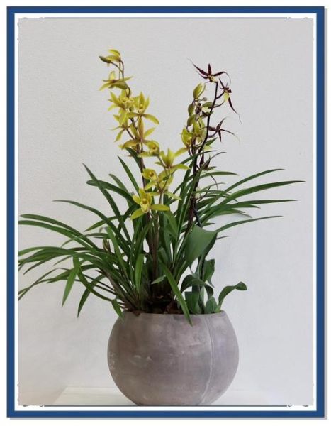 兰香是什么味道_兰香和花香区别