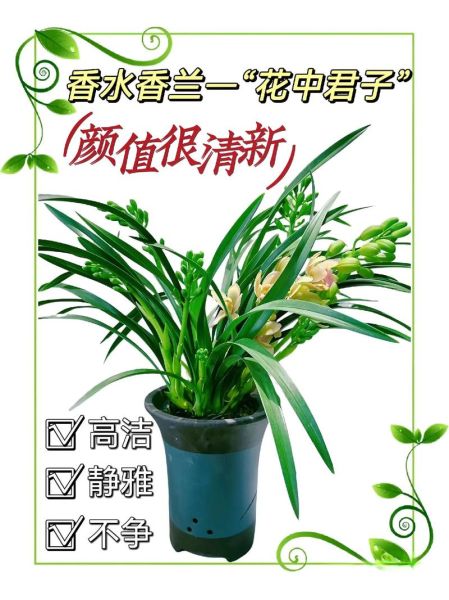 兰香是什么味道_兰香和花香区别