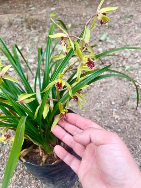兰香是什么味道_兰香和花香区别