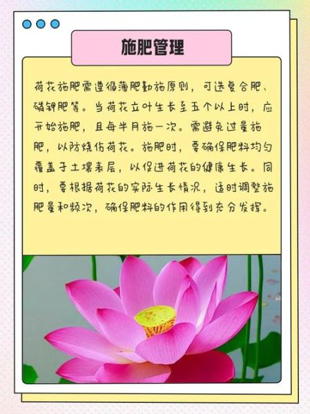 夏日莲花怎么养_夏日莲花的花语是什么