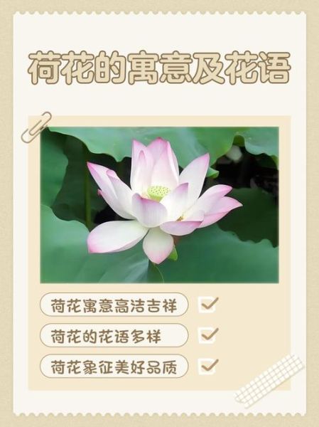 夏日莲花怎么养_夏日莲花的花语是什么