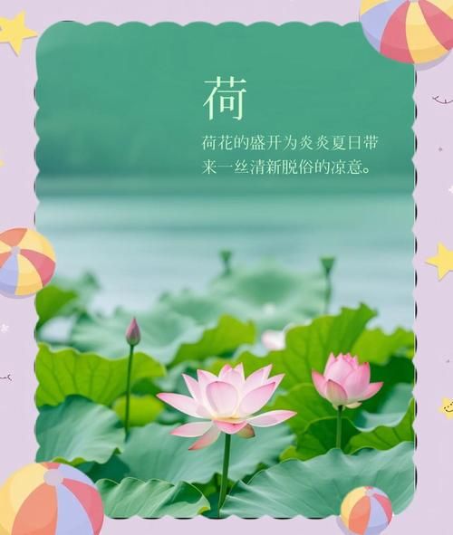 夏日莲花怎么养_夏日莲花的花语是什么