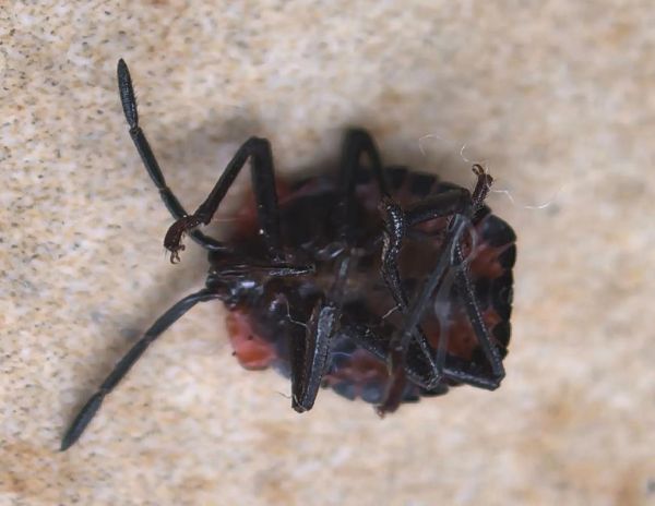 家里出现黑色硬壳小虫是什么_如何彻底消灭