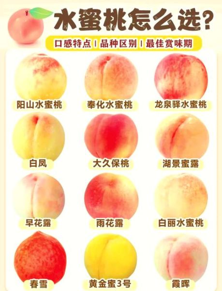 桃子为什么叫水蜜桃_形容桃子ABB词语有哪些