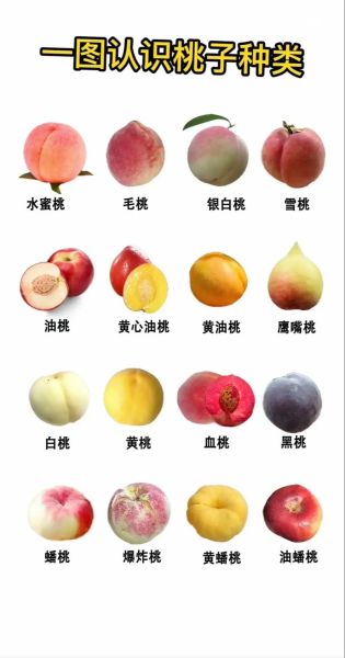 桃子为什么叫水蜜桃_形容桃子ABB词语有哪些