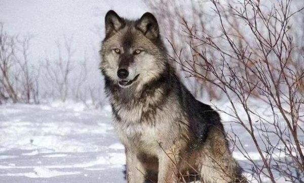 狼凶狠的词语有哪些_如何描写狼的凶狠