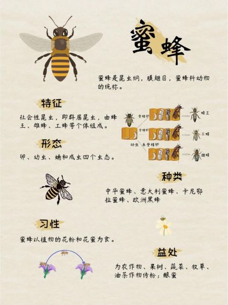 蜜蜂精神有哪些_如何学习蜜蜂精神