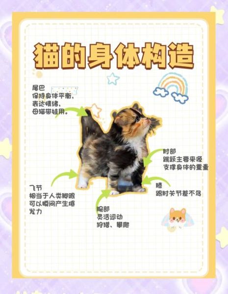 动物的尾巴有什么作用_不同尾巴的功能差异