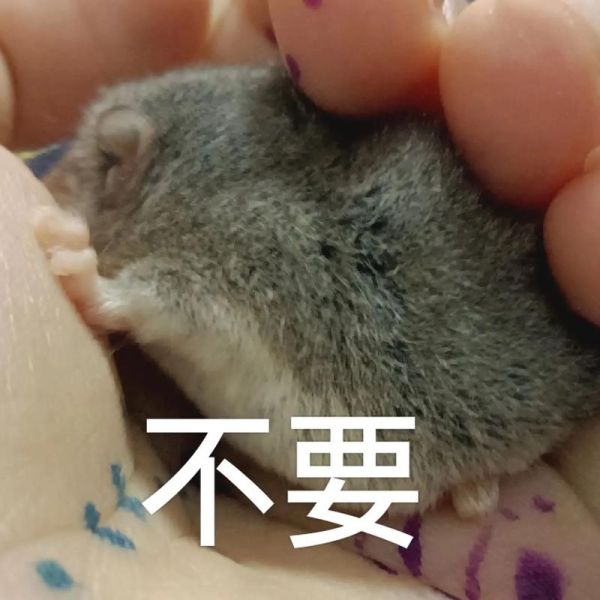 吱吱叫是什么动物_吱吱声怎么消除