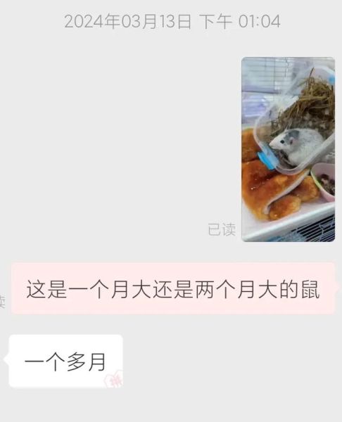 吱吱叫是什么动物_吱吱声怎么消除