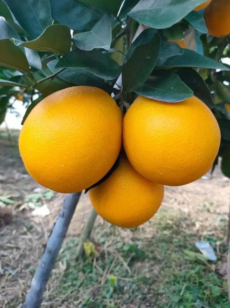 橙子像什么水果_橙子比喻句怎么写