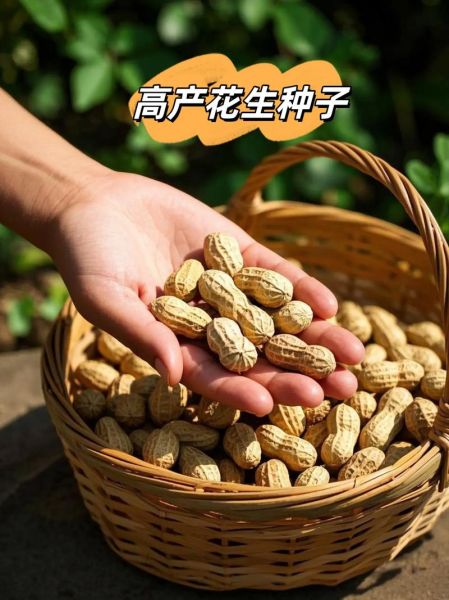 花生种子怎么选_花生种子价格多少钱一斤