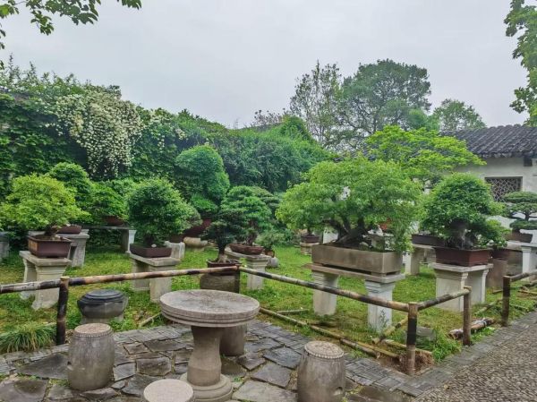 绿树树木有哪些品种_如何挑选适合庭院的绿树