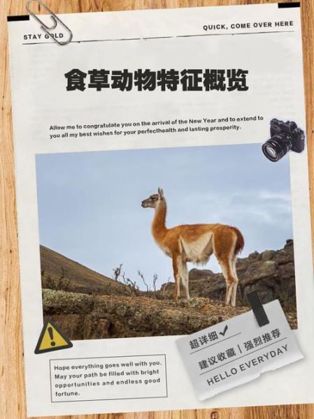 草丛里有什么动物_草丛怎么描写