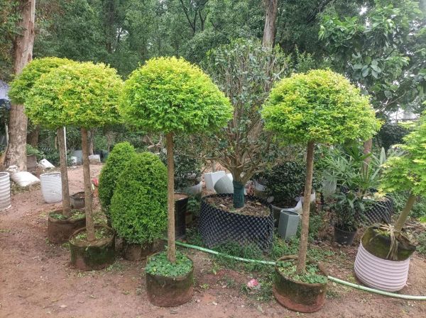 绿树树木有哪些品种_如何挑选适合庭院的绿树