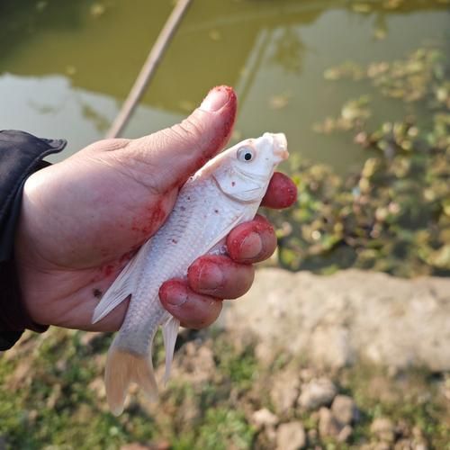 渔夫的生活是怎样的_渔夫捕鱼技巧有哪些