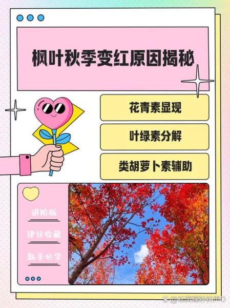 树叶为什么会变红_枫叶变红的原因