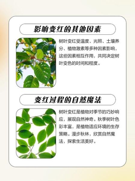 树叶为什么会变红_枫叶变红的原因