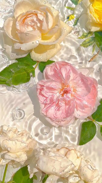 手机壁纸怎么选_高清墙纸图片哪里找