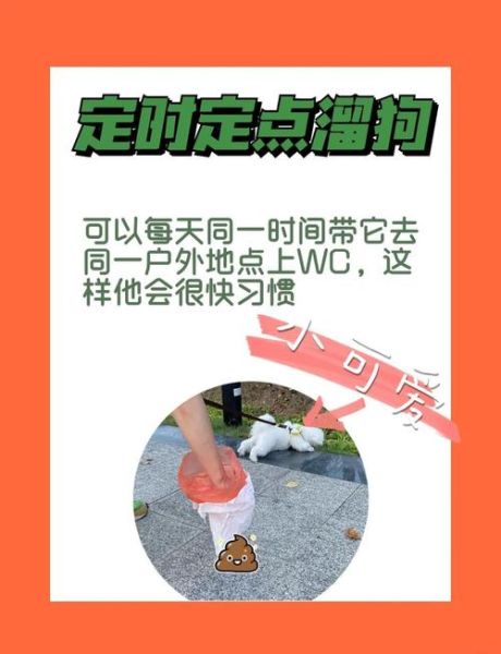 小狗狗怎么训练上厕所_小狗狗吃什么狗粮好