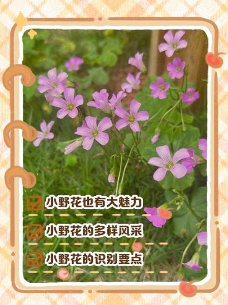 小野花有哪些品种_如何形容小野花的美