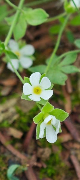 小野花有哪些品种_如何形容小野花的美
