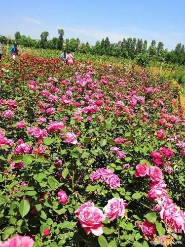 玫瑰小镇手机版下载_怎么安装不闪退