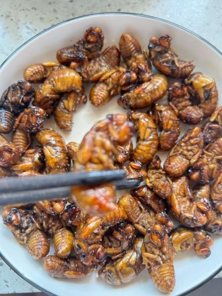 知了猴怎么保存_知了猴油炸前要不要焯水