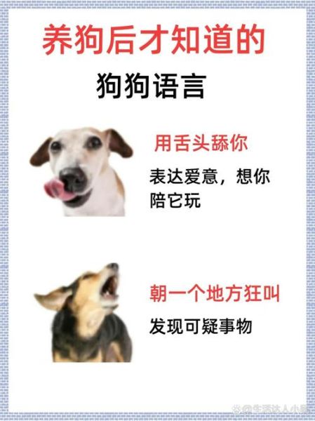 犬有哪些词语_犬类相关词汇大全