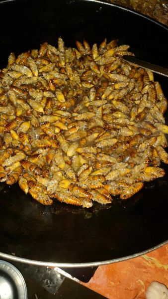 知了猴怎么保存_知了猴油炸前要不要焯水