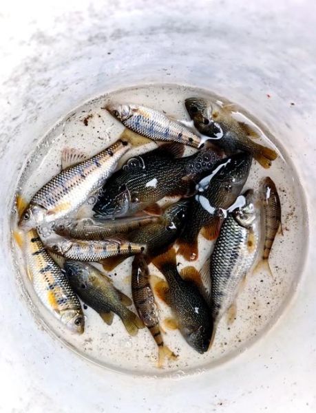 炸鱼怎么做才酥脆_炸鱼用什么粉最好吃