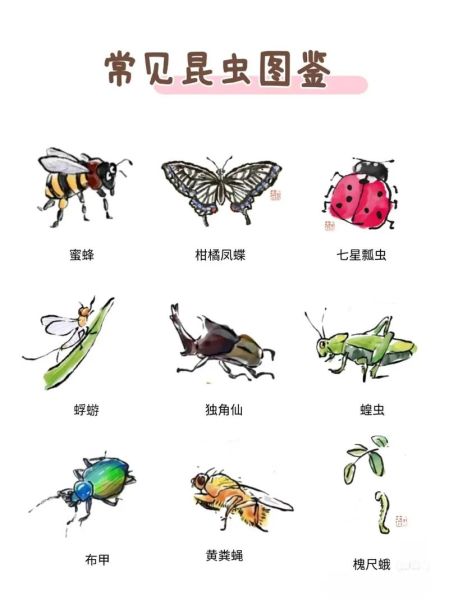 常见昆虫有哪些_昆虫分类大全