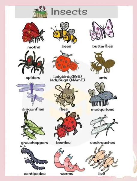 常见昆虫有哪些_昆虫分类大全
