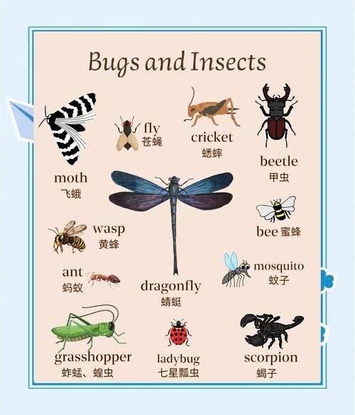 常见昆虫有哪些_昆虫分类大全
