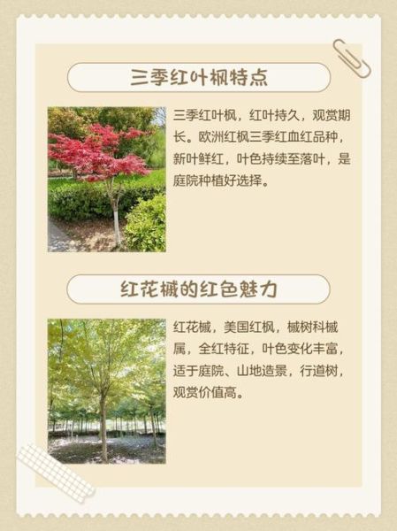 枫树品种有哪些_枫树叶子什么时候红