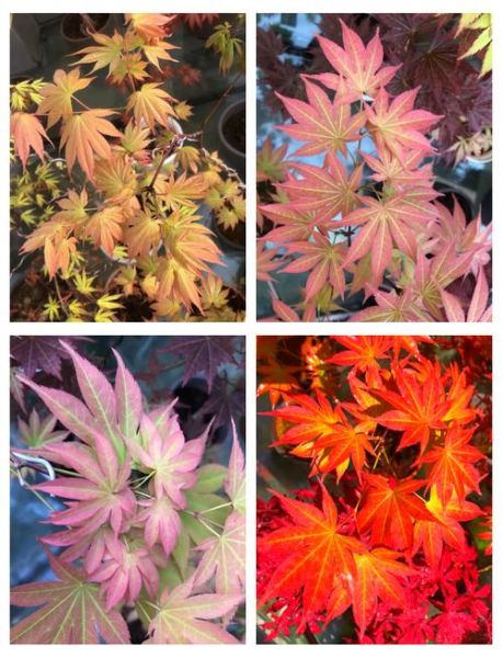 枫树品种有哪些_枫树叶子什么时候红