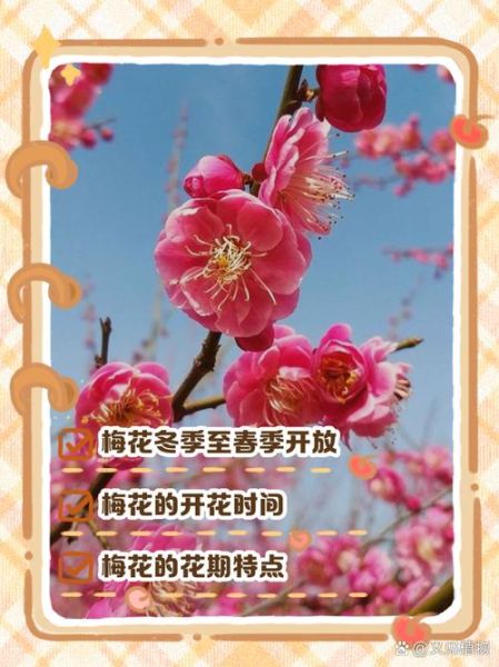 雪中梅花什么时候开_雪中梅花寓意是什么