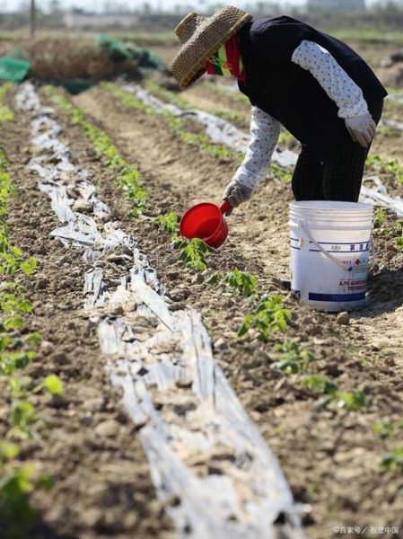 庄稼施肥多久浇一次水_庄稼发黄缺什么元素