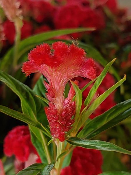 鸡冠像什么_鸡冠花颜色有哪些