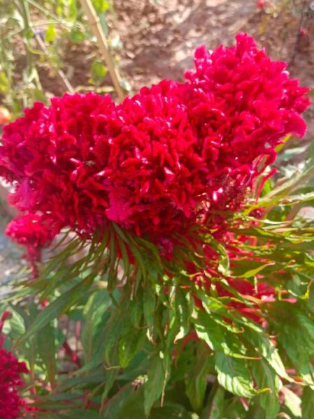 鸡冠像什么_鸡冠花颜色有哪些