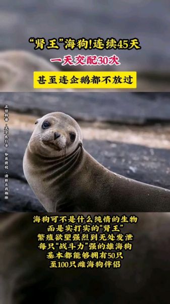 海狗是什么动物_海狗和狗有关系吗
