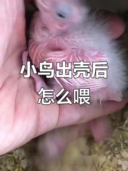 喂小鸟的正确方法_新手常见错误