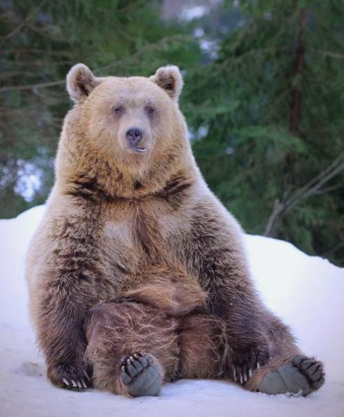 狗熊冬眠多久_狗熊会攻击人吗