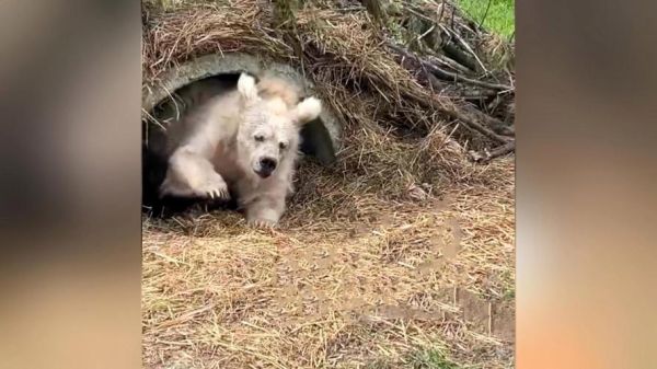 狗熊冬眠多久_狗熊会攻击人吗