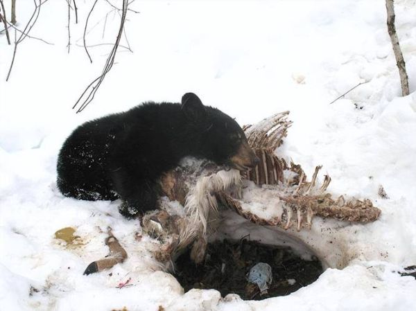 狗熊冬眠多久_狗熊会攻击人吗