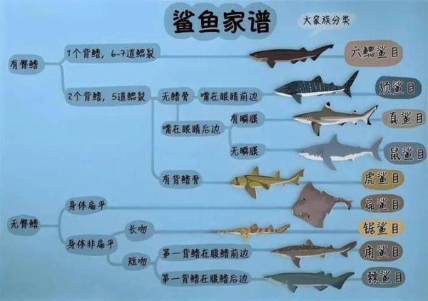 鲨是词语吗_鲨字组词有哪些