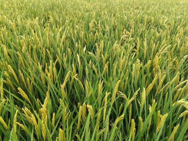 等到秋天什么时候_等到秋天适合做什么