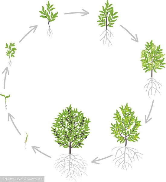 树木生长过程_树木如何快速生长