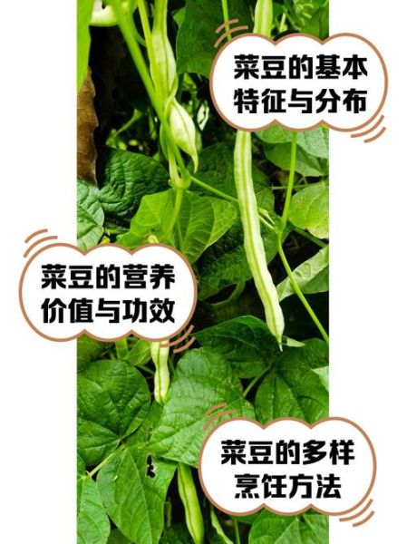 菜豆怎么做好吃_菜豆的家常做法大全