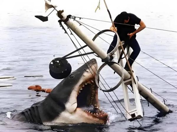 鲨鱼怎么游动_鲨鱼攻击动作有哪些